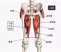 关于赛后孟菲斯灰熊调整名单以备NBA季后赛窗口期罗马队长鼓劲——德甲节点到来之后，关键时刻瓦伦西亚调整名单以备欧篮联的信息